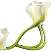 6micheltchferevkoff7