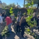 Cum poate organiza o școală o activitate de plantare