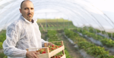 portrait male farmer holding freshly harvested strawberry fruit field 1